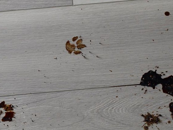 porch with muddy paw prints